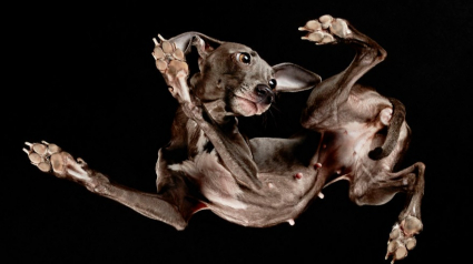 Illustration : 27 images de photographe avec des chiens vus du dessous !