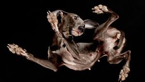 Illustration : 27 images de photographe avec des chiens vus du dessous !