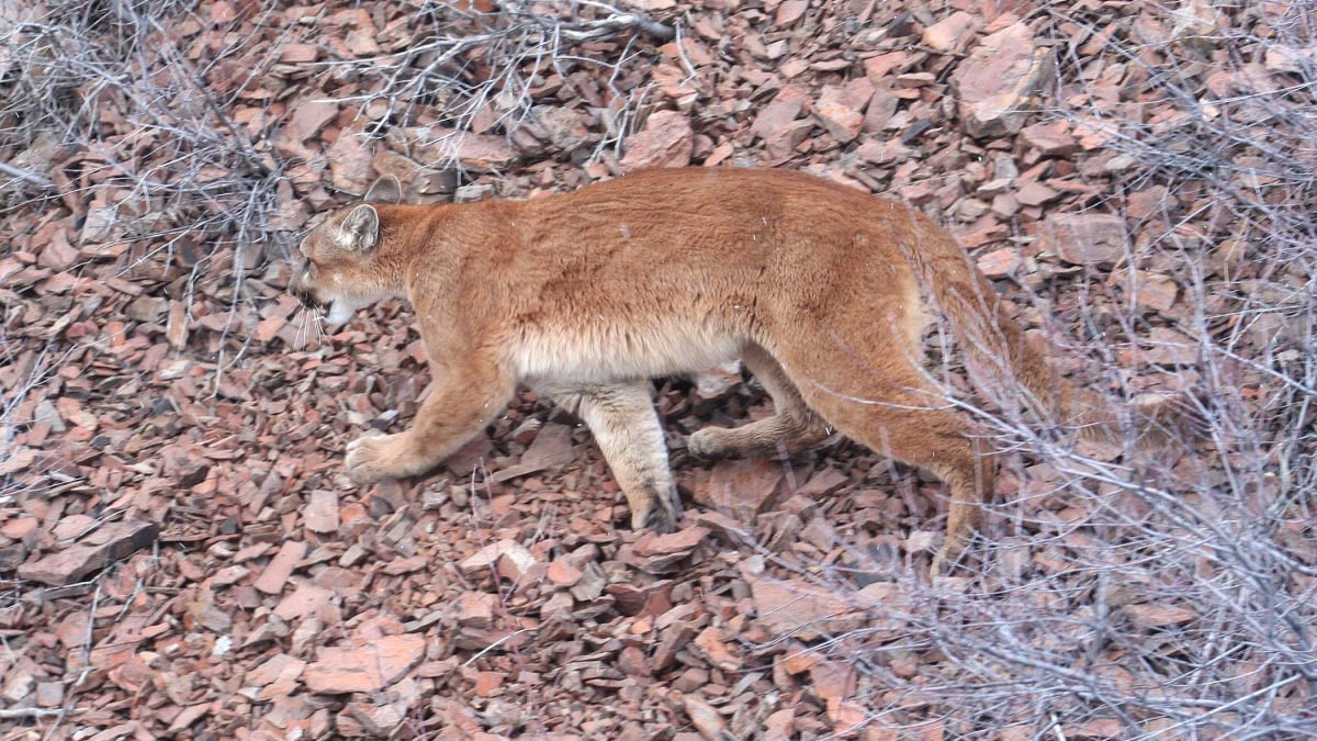 Illustration : "Etats-Unis : Un puma entre dans une maison et enlève la chienne de la famille"