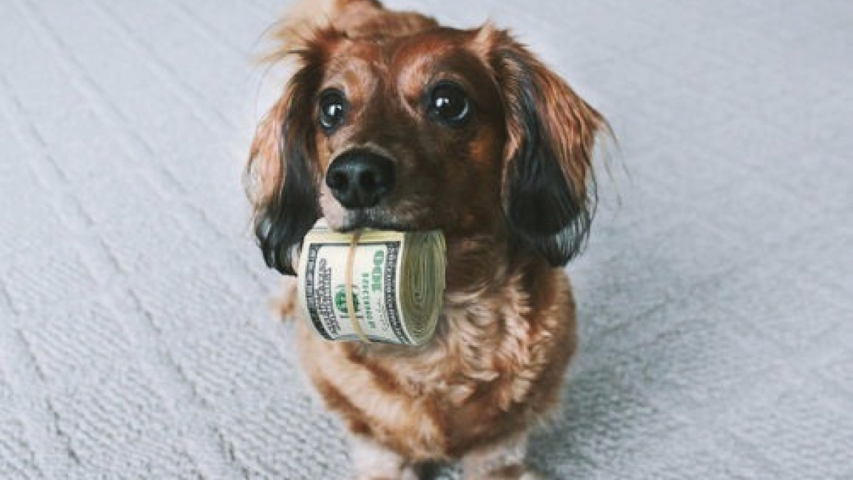Illustration : "10 idées pour économiser de l’argent lorsque l'on est propriétaire d'un chien"