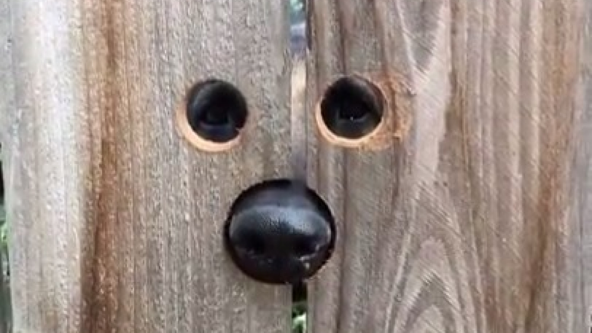 Illustration : " Pour permettre à la chienne des voisins de lui faire coucou, elle perce des trous dans la clôture "