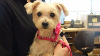 Illustration : Etats-unis : une chienne poignardée à 19 reprises, est adoptée par le policier qui l'a sauvée