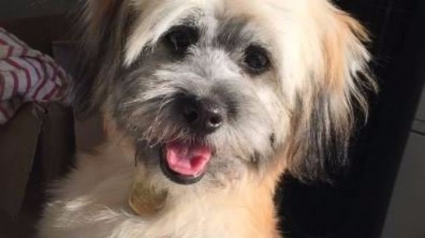 Illustration : Canada : Un chien rendu à sa propriétaire 4 jours après avoir été volé