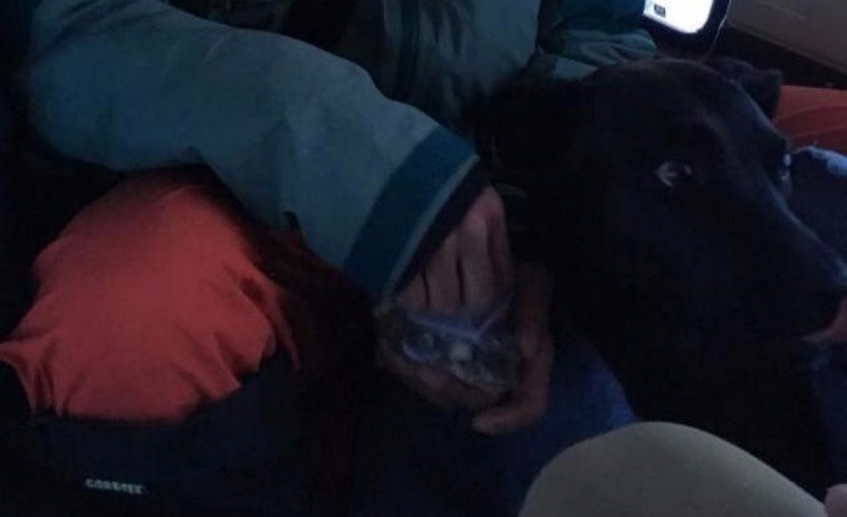 Illustration : "Canada : Mobilisation pour porter secours à une chienne en montagne"