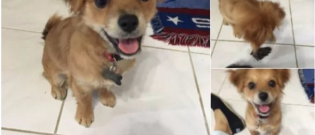 Illustration : "12 photos de chiens qui vous donneront le sourire à coup sûr"