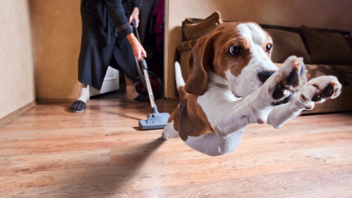 On a testé un aspirateur de poils pour chien 