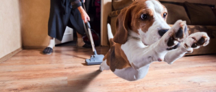 Illustration : "6 aspirateurs idéaux pour éliminer les poils de chiens "