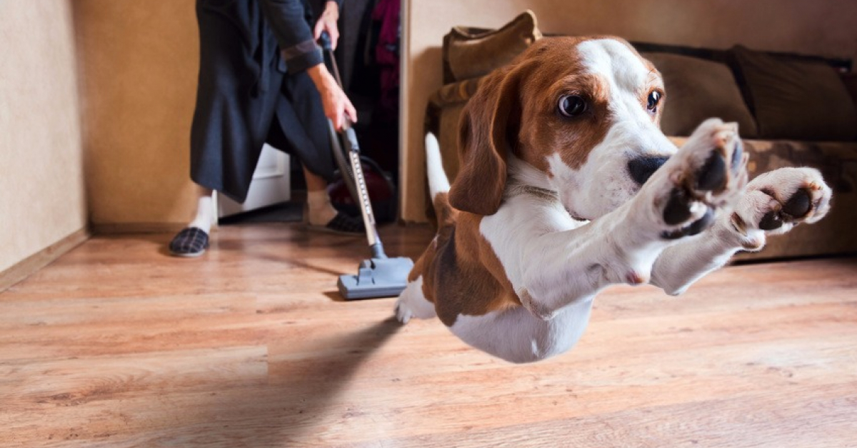 6 aspirateurs idéaux pour éliminer les poils de chiens