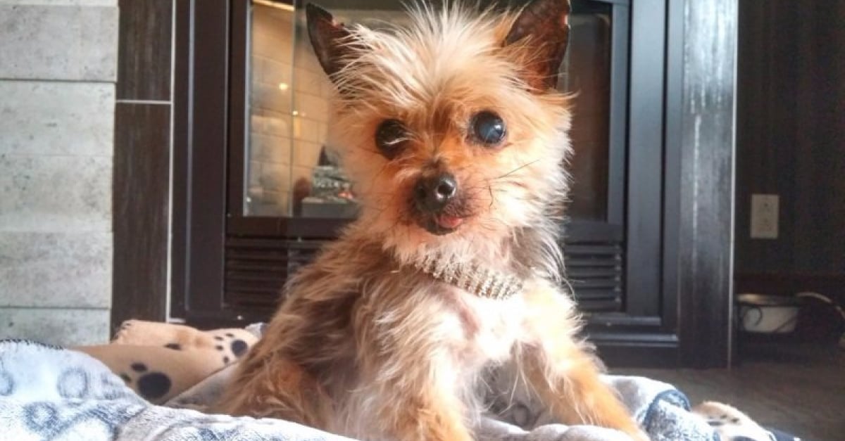 Voici Cachou, le plus vieux chien du Québec
