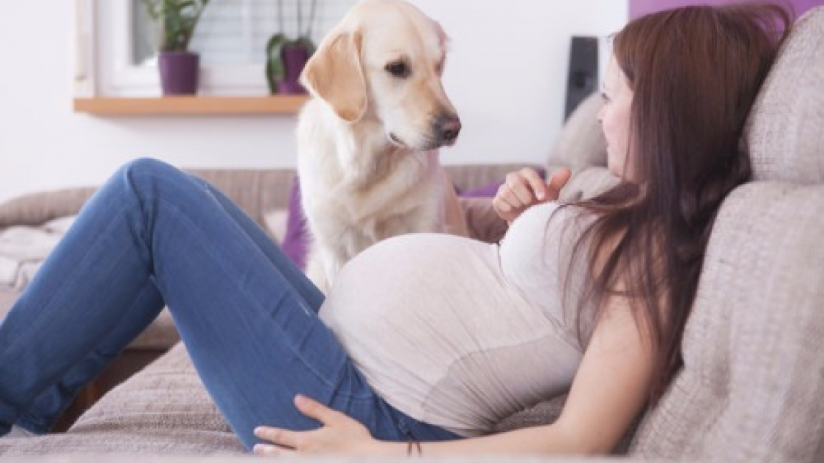 Illustration : "5 signes qui aident les chiens à détecter les femmes enceintes"