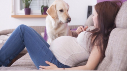 Illustration : 5 signes qui aident les chiens à détecter les femmes enceintes