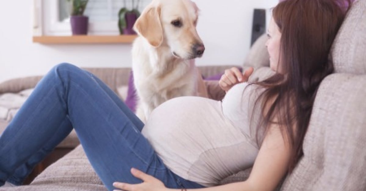Femme Tombe Enceinte D Un Chien 5 signes qui aident les chiens à détecter les femmes enceintes