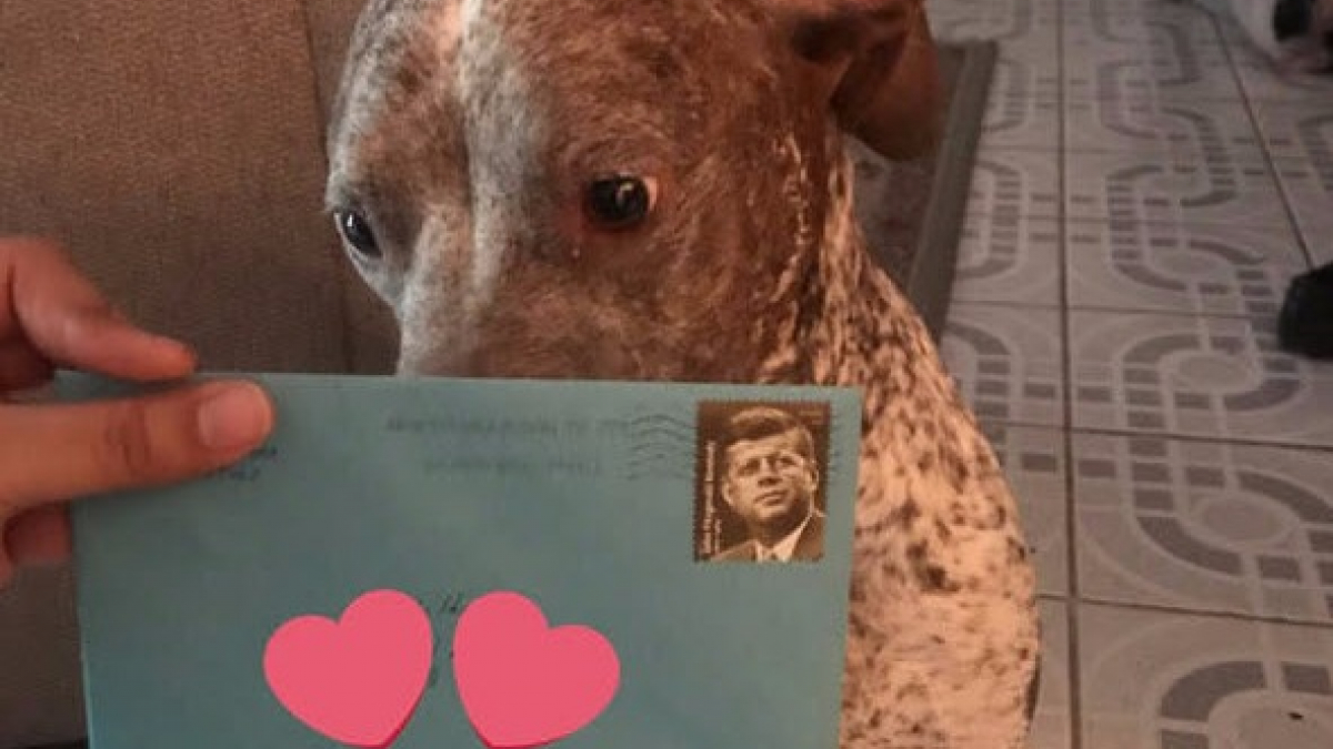 Illustration : "L’ex-compagnon d’une femme continue d’envoyer des cartes d’anniversaire à leur chien"
