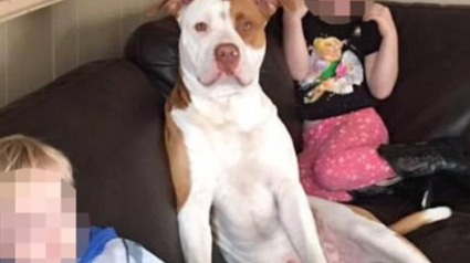 Illustration : Etats-Unis : Un chien euthanasié après avoir mordu un homme et sa compagne