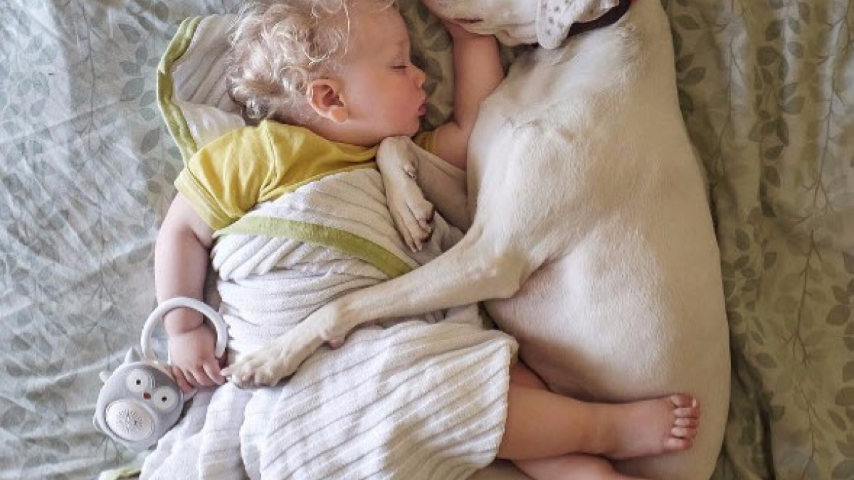 Illustration : "Entre cette chienne sauvée d’un élevage et cet enfant, une merveilleuse amitié est née"