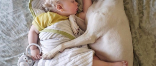 Illustration : "Entre cette chienne sauvée d’un élevage et cet enfant, une merveilleuse amitié est née"
