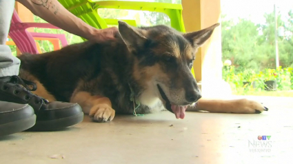 Illustration : Un Canadien fait cloner sa chienne décédée par une compagnie américaine