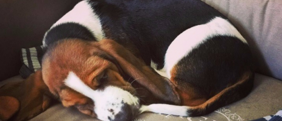 Illustration : "4 questions pour comprendre le sommeil de votre chien !"