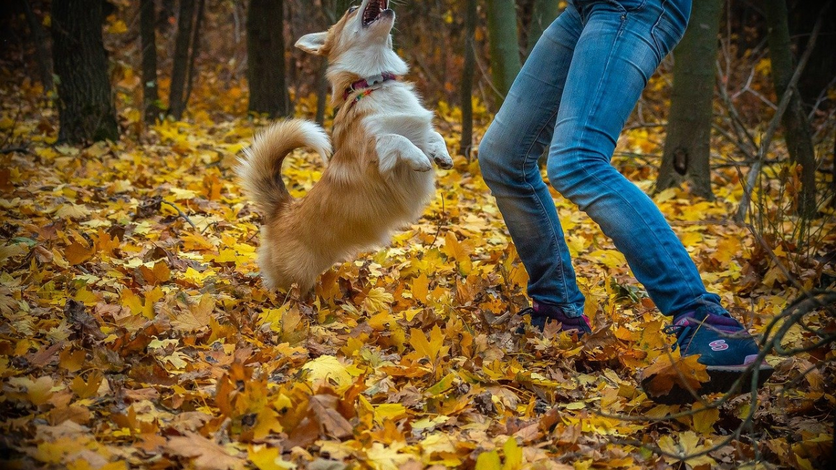 Illustration : "10 activités d’extérieur à faire avec son chien"