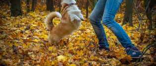 Illustration : "16 activités d’extérieur à faire avec son chien"