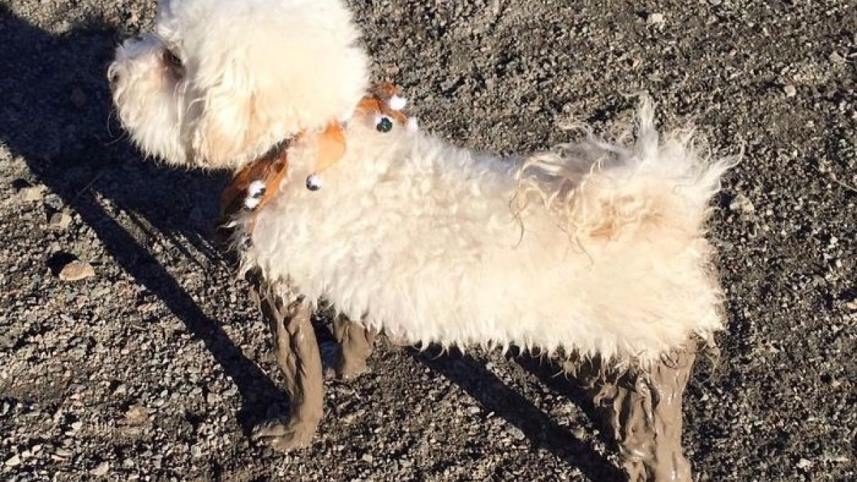 Illustration : "13 photos qui prouvent que vous ne devriez jamais laisser votre chien jouer dans la boue"