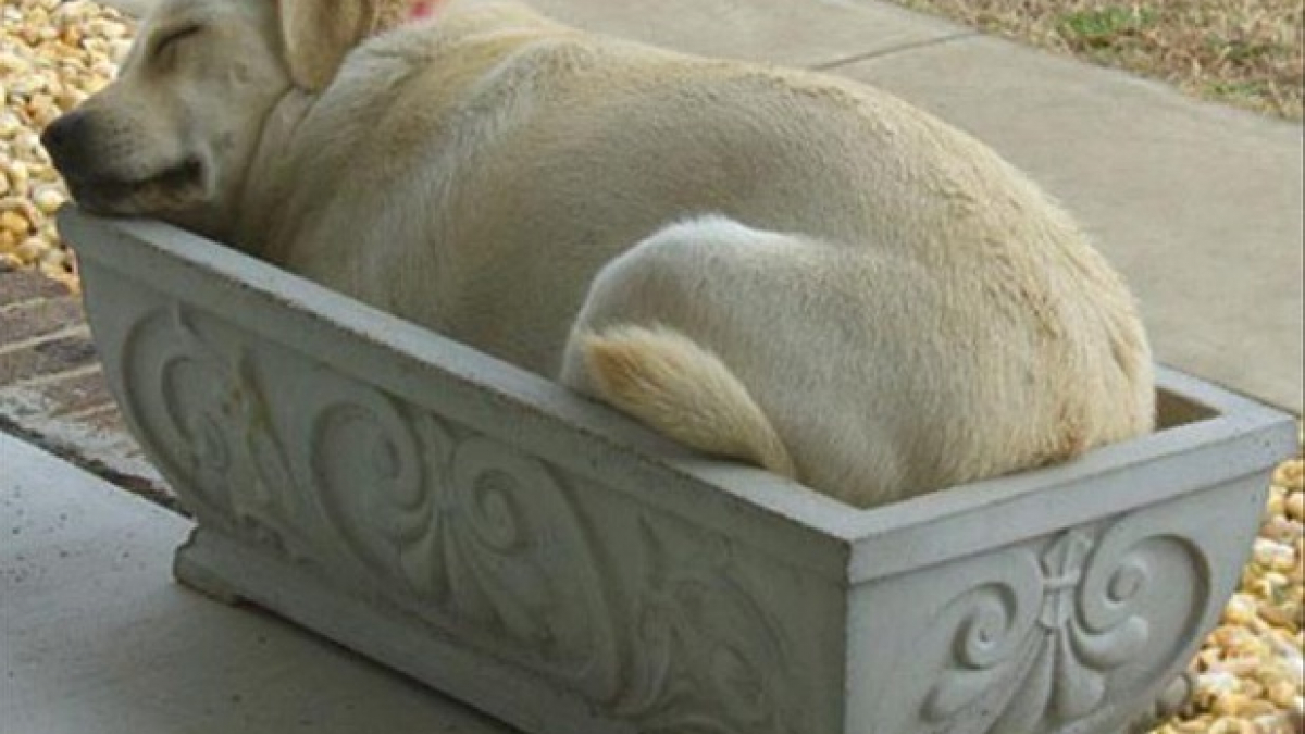 Illustration : "15 photos de chiens qui dorment dans des lieux insolites"