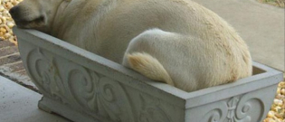 Illustration : "15 photos de chiens qui dorment dans des lieux insolites"