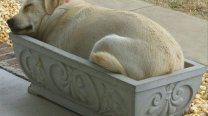 Illustration : 15 photos de chiens qui dorment dans des lieux insolites
