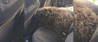 Illustration : "Pays-Bas : La chaleur n’a laissé aucune chance à ce chien enfermé dans la voiture de son propriétaire"