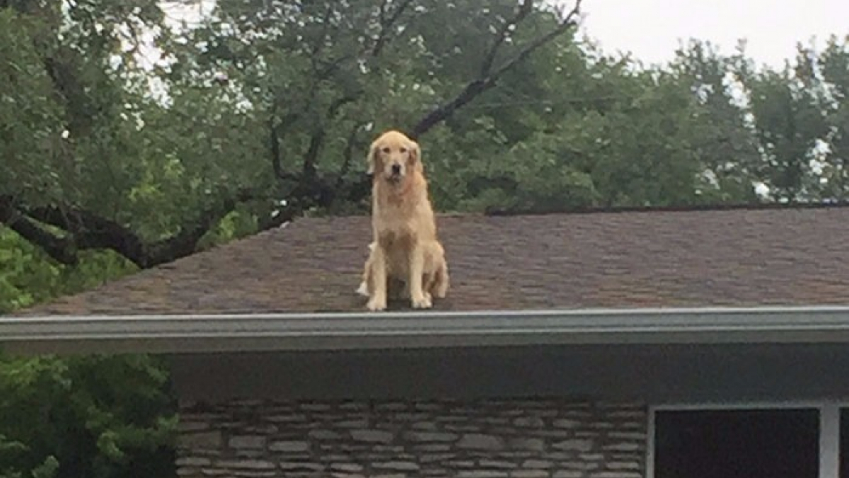 Illustration : "Le panneau surprenant d'une famille pour expliquer la présence du chien sur le toit"