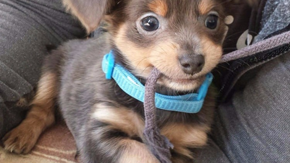 Illustration : "24 photos de chiens lors de leur premier jour d'adoption"