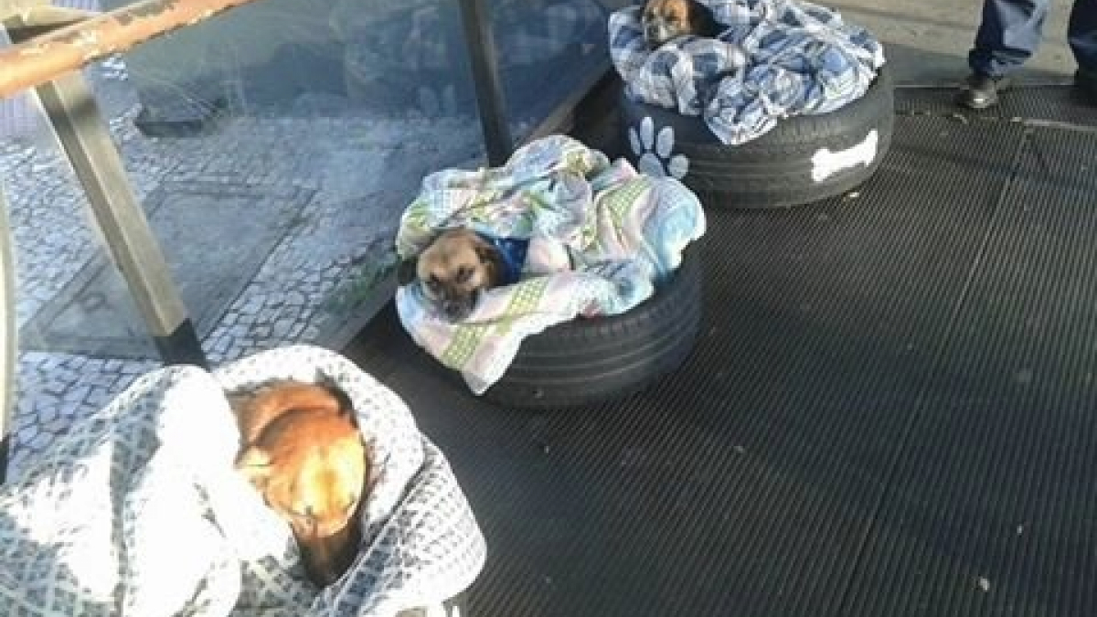 Illustration : "Une station de bus accueille des chiens errants en période de froid"