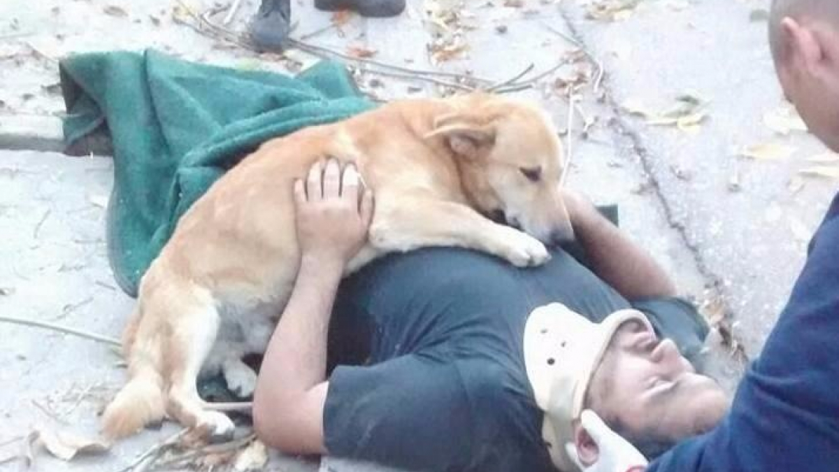 Illustration : "Argentine : ce chien ne voulait pas s’éloigner de son maître blessé"