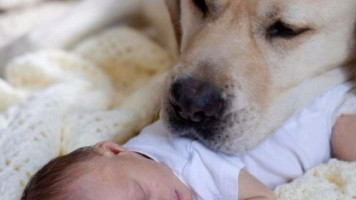 Illustration : "16 photos qui montrent pourquoi chaque enfant devrait avoir un chien"