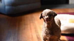 Illustration : Cette chienne a passé sa vie en cage, suite à son adoption une nouvelle vie s'offre à elle