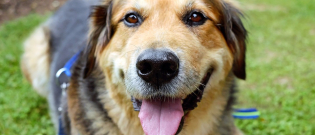 Illustration : "10 tours amusants à enseigner à votre chien"