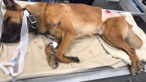 Illustration : Un chien de la police prend une balle à la place de son maître et lui sauve la vie