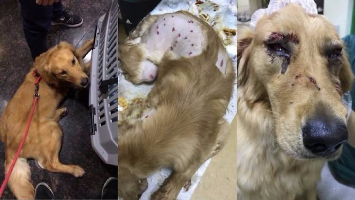 Illustration : "Chine : Un chien sort couvert de blessures après avoir été transporté par avion"