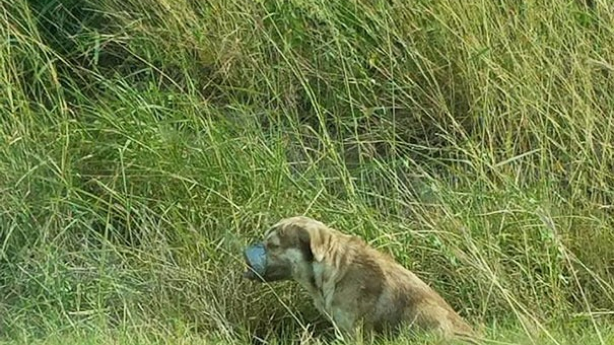 Illustration : "Un chien avec la gueule et les pattes attachées par du ruban adhésif secouru par des plombiers"