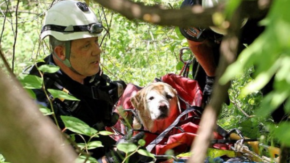 Illustration : "Canada : Une chienne survit miraculeusement à une chute de 15 mètres"