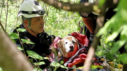 Illustration : Canada : Une chienne survit miraculeusement à une chute de 15 mètres