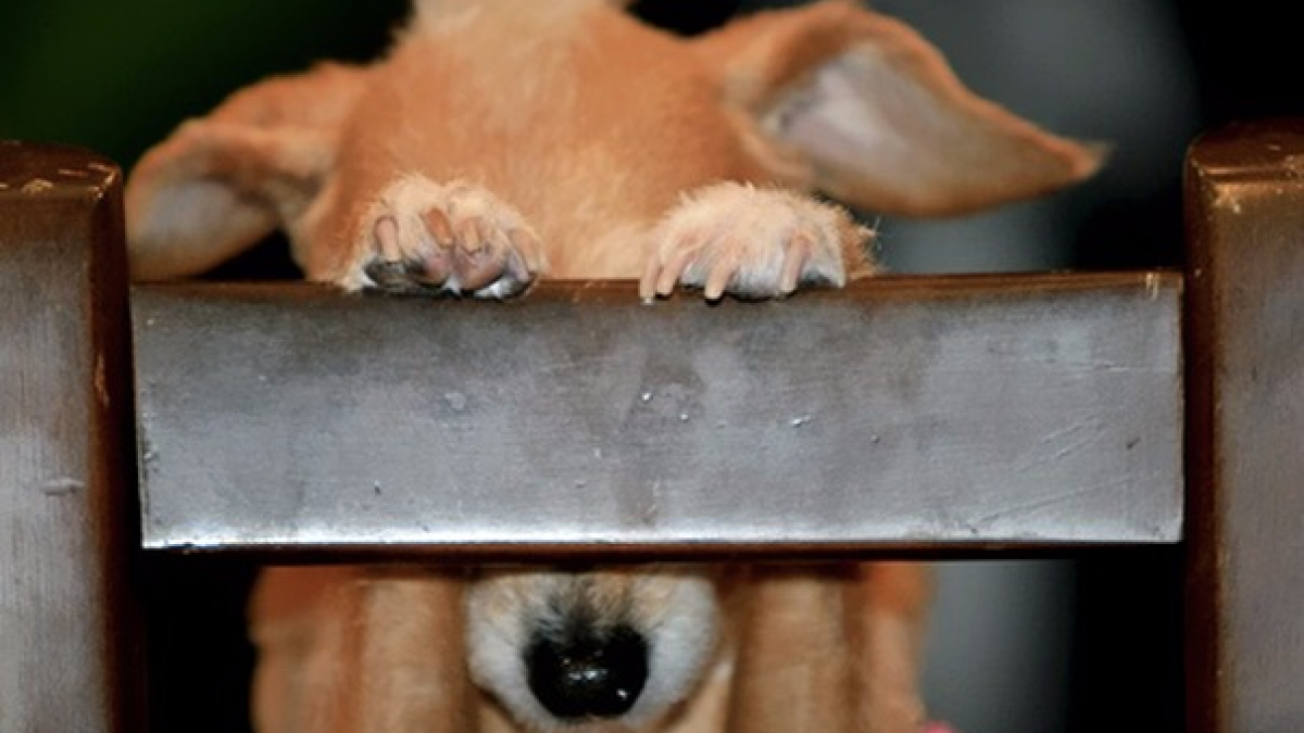 Illustration : "15 photos hilarantes de chiens jouant à cache-cache"