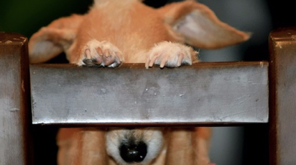 Illustration : 15 photos hilarantes de chiens jouant à cache-cache