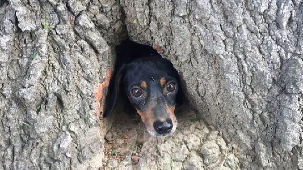 Illustration : "Etats-Unis : 2 policiers et un pompier portent secours à un chien coincé dans un tronc d’arbre"