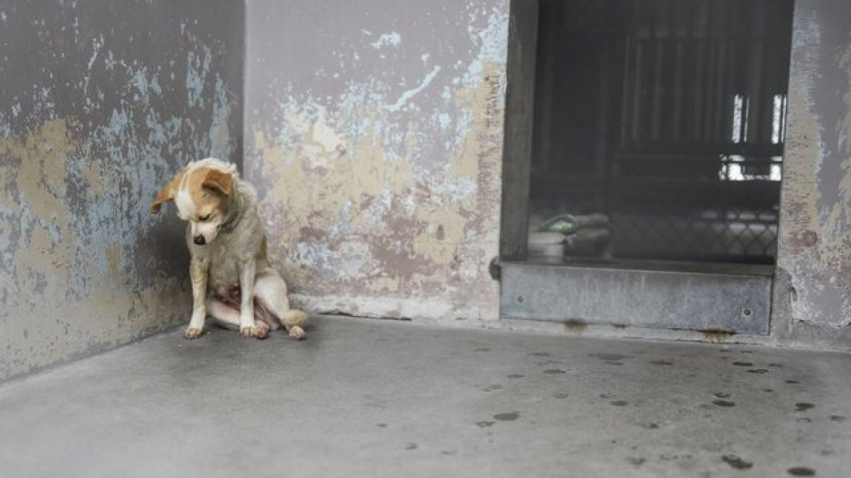Illustration : "Une chienne souffrante dans un refuge demande la tendresse des passants"