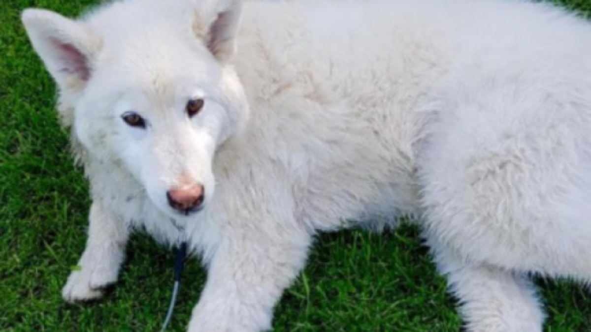 Illustration : "Canada : Un chien blessé par un tir au fusil de chasse"