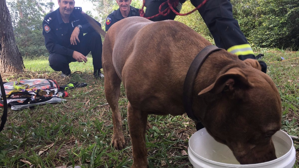 Illustration : "Australie : Une chienne sauvée après avoir passé une semaine seule dans la nature"