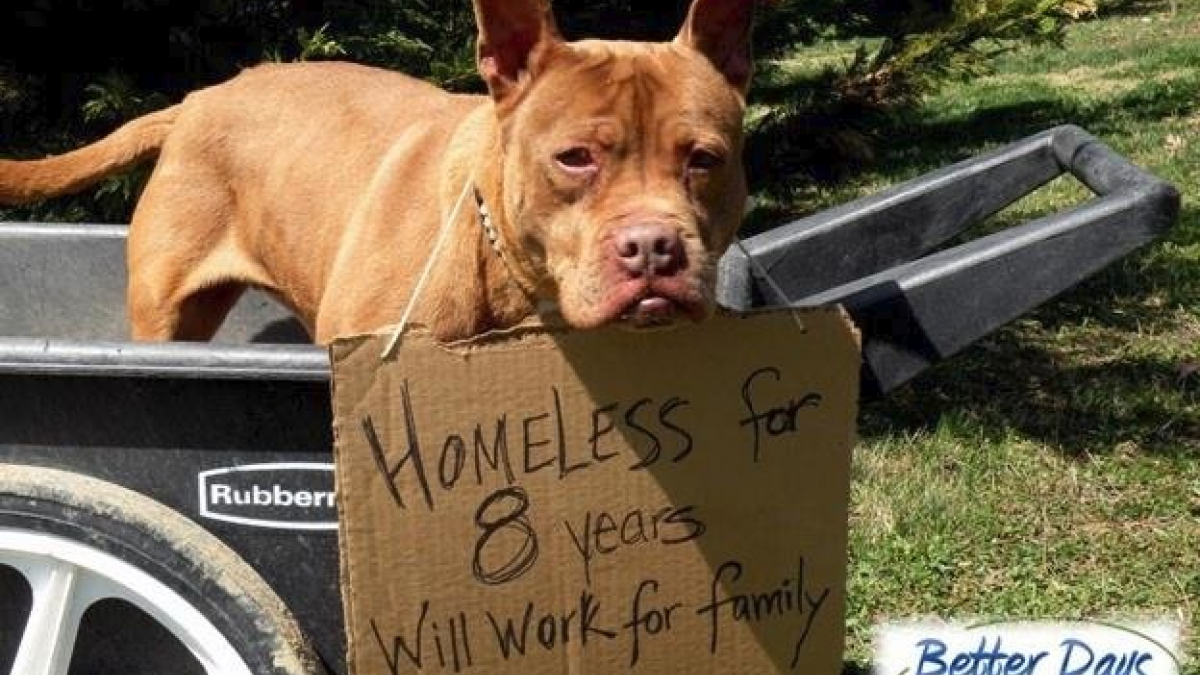Illustration : "Une chienne attend son adoption dans un refuge animalier depuis 9 ans"