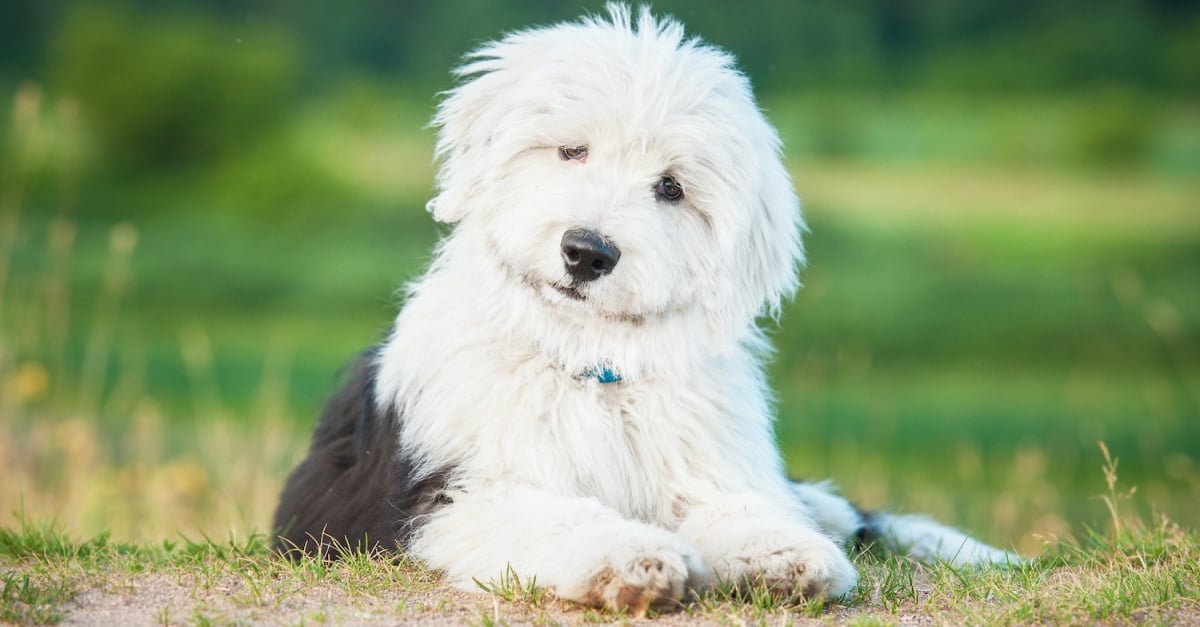 Les 10 Meilleures Races De Chiens Pour Les Enfants