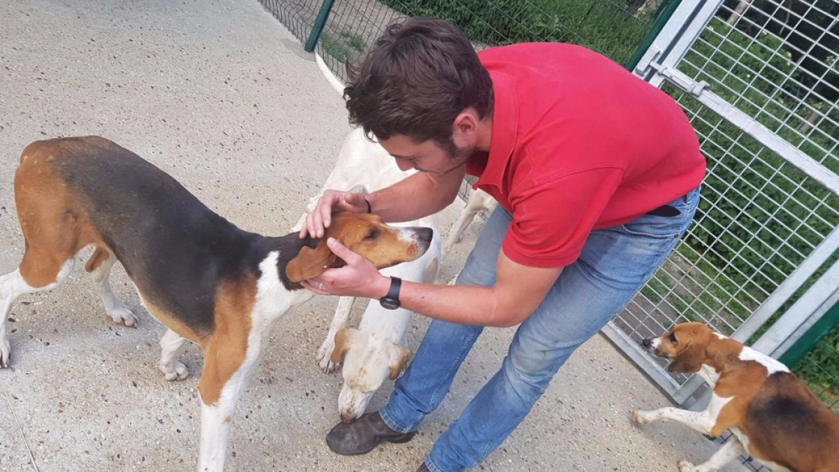 Illustration : "Compiègne (60) : Une chienne de chasse de retour auprès des siens après 3 mois d’errance"